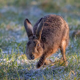 Brown Hare