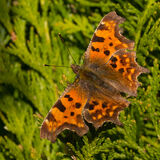 Comma