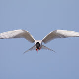 Common Tern