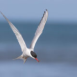 Common Tern with shrimp