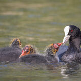 Coot with chicks