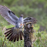 Cuckoo landing on post