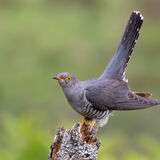 Cuckoo on post