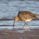 Curlew feeding