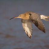 Curlew in flight