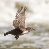 Dipper in flight