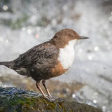 Dipper