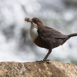 Dipper with flies