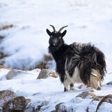 Feral Goat