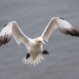 Gannet hanging