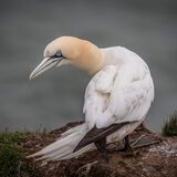 Gannet looking wary