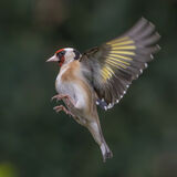 Goldfinch in flight