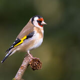 Goldfinch