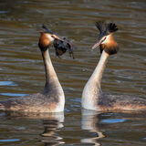 Great Crested Grebe offering