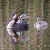 Great Crested Grebe with chicks