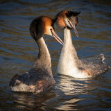 Great Crested Grebes bonding
