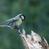 Great Tit