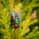 Greenbottle