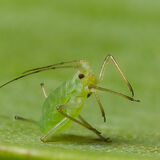 Greenfly