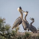 Grey Heron hungry mouths