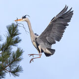 Grey Heron nesting