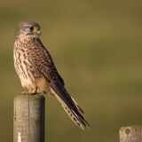 Kestral on post