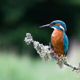 Kingfisher