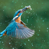 Kingfisher takes two