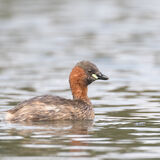 Little Grebe