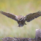 Little Owl landing
