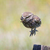 Little Owl leaping
