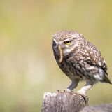 Little Owl on post