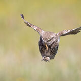 Little Owl with caterpiller