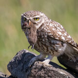 Little Owl with vole