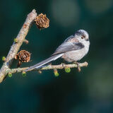 Long Tailed Tit