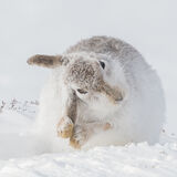 Mountain Hare Grooming
