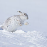 Mountain Hare in frozen snow