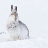 Mountain Hare
