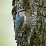 Nuthatch at nest