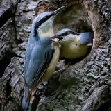 Nuthatch pair