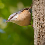 Nuthatch