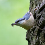 Nuthatch with grub