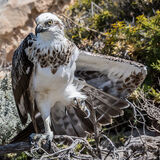 Osprey on ground