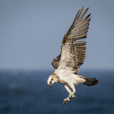 Osprey