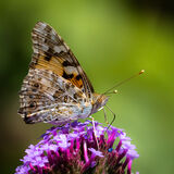Painted Lady feeding