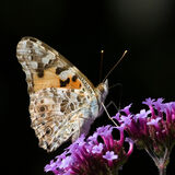 Painted Lady