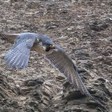 Peregrine at quarry face