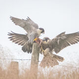Peregrine feeding
