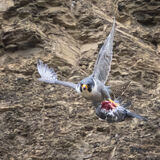 Peregrine with pigeon