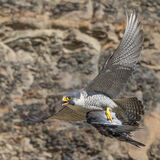 Peregrine with take away